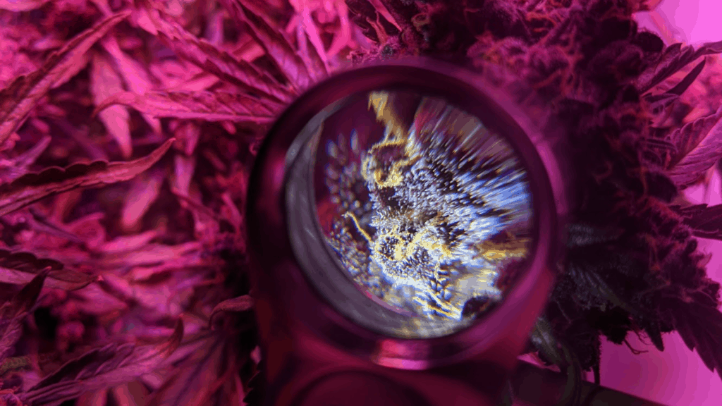 Frank's Grow Magnified