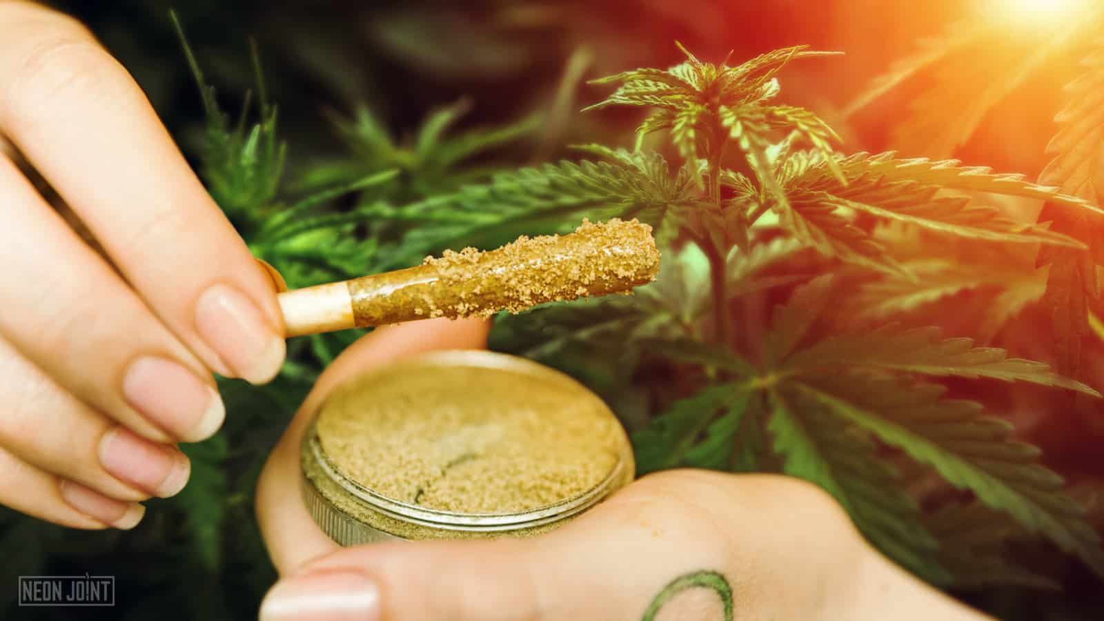 Guide to Kief: Easy Ways to Collect and Use Kief